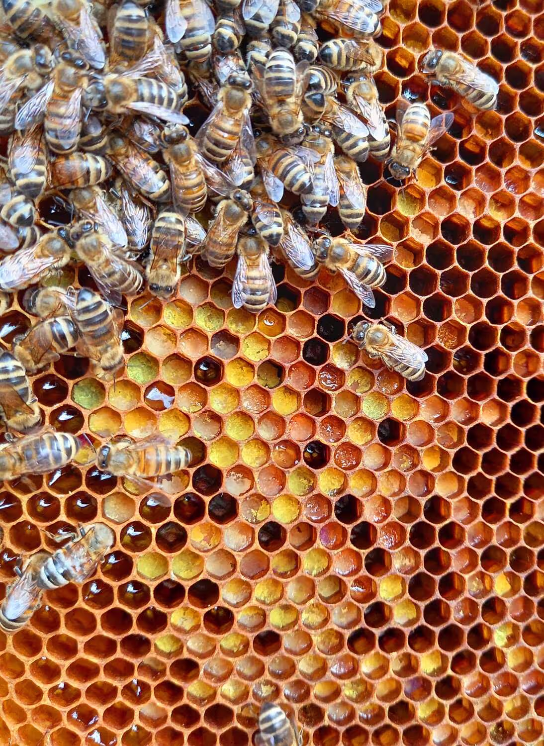Bienenumzug Eva Naboschni  von HHK Hanseatic Honey Accounting GmbH