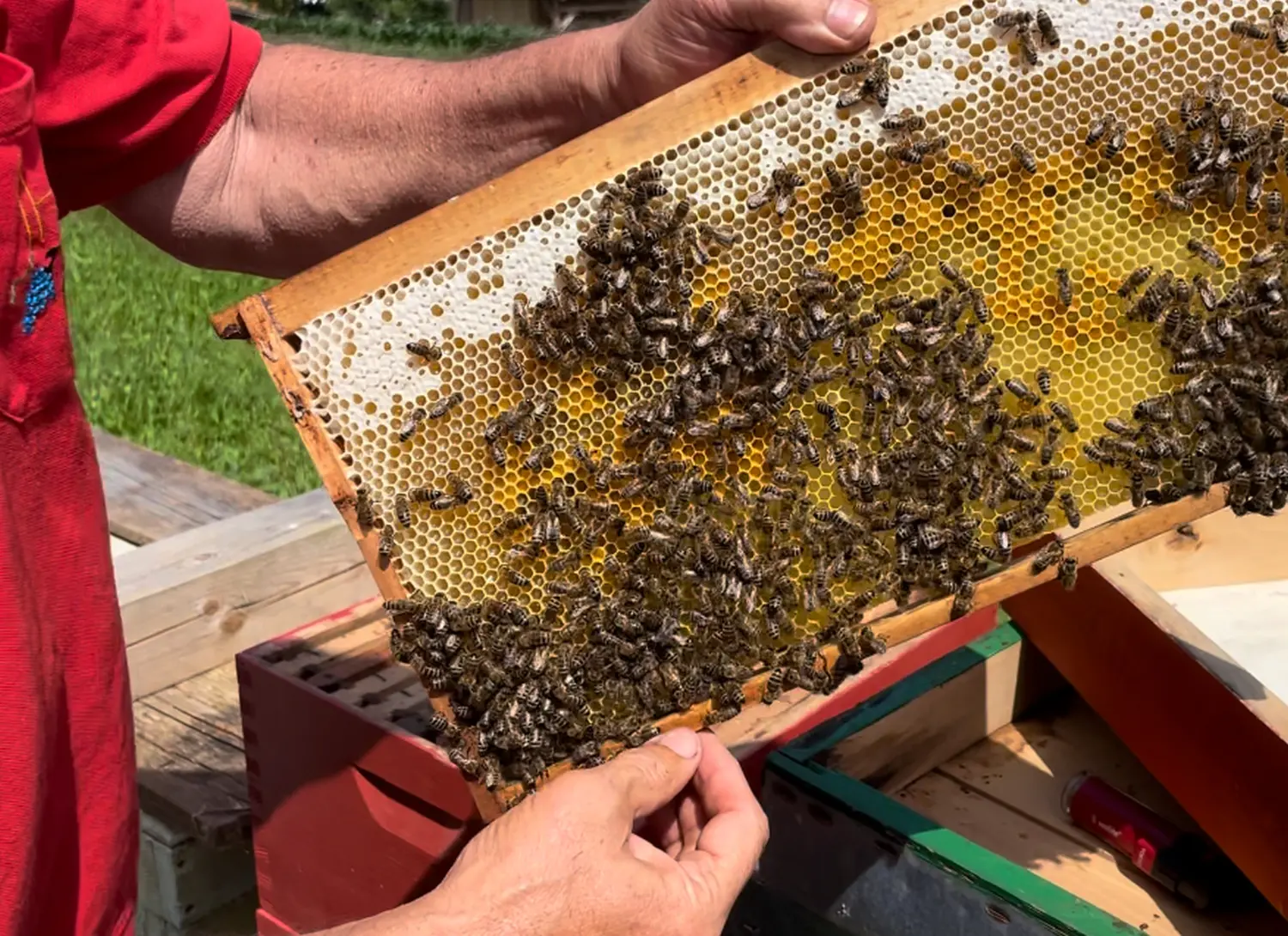 Honigbiene von HHK Hanseatic Honey Accounting GmbH