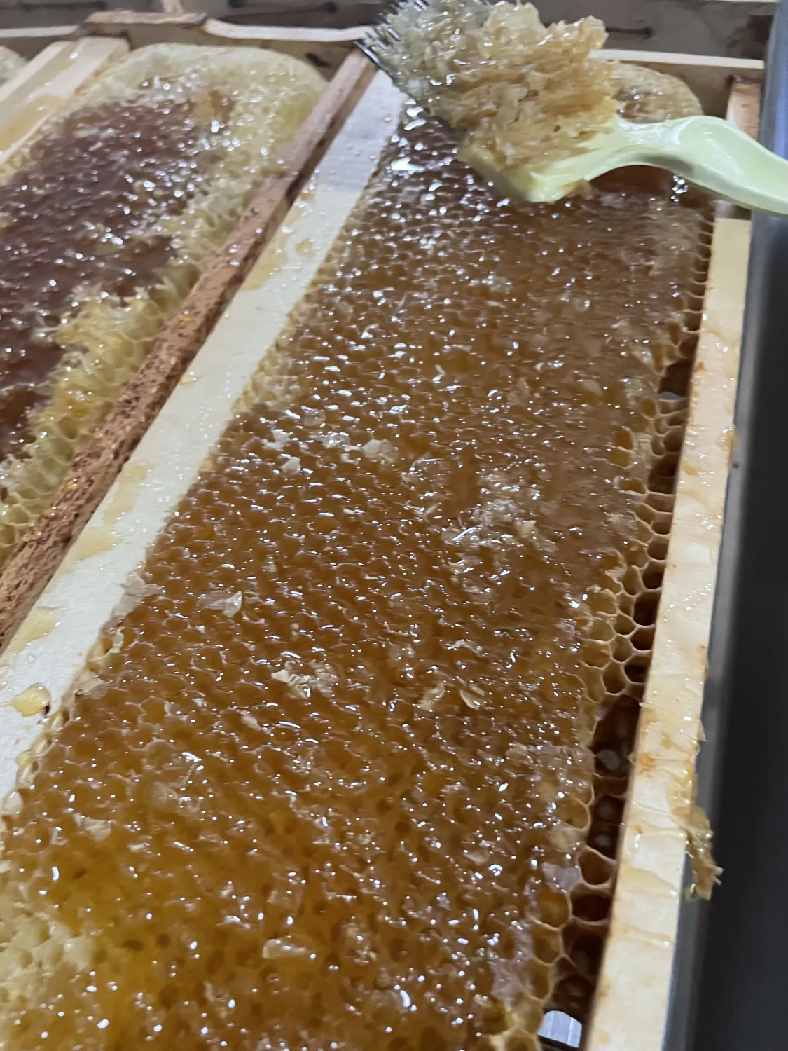 Kleine Honig wabbe von HHK Hanseatic Honey Accounting GmbH