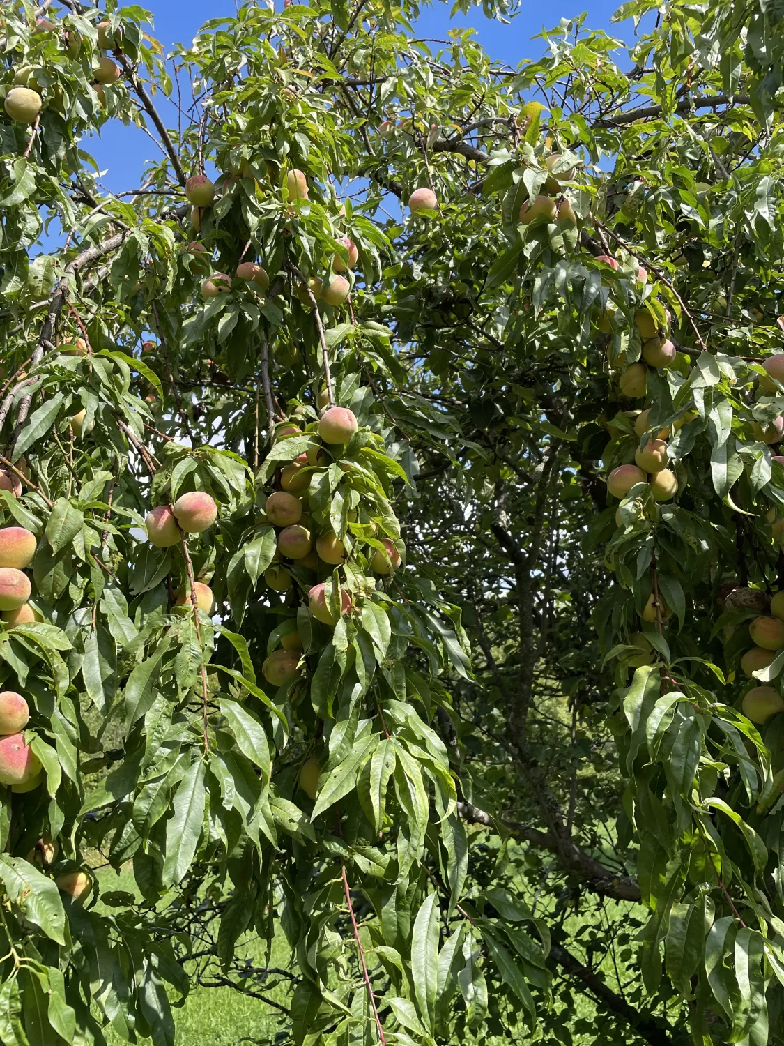 Pfirsiche und Bienen von HHK Hanseatic Honey Accounting GmbH