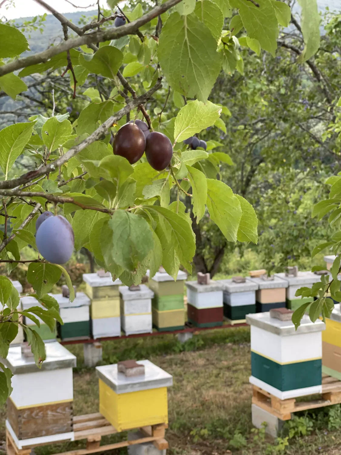 Pflaumen und Bienen von HHK Hanseatic Honey Accounting GmbH