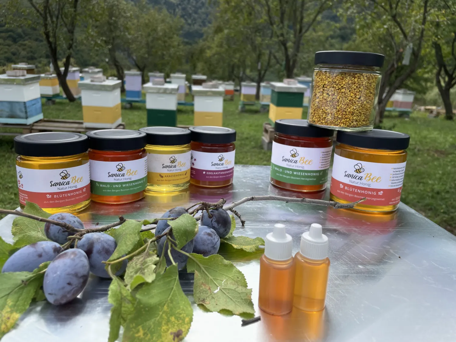 Projekt Sanica Honig bienen  von HHK Hanseatic Honey Accounting GmbH