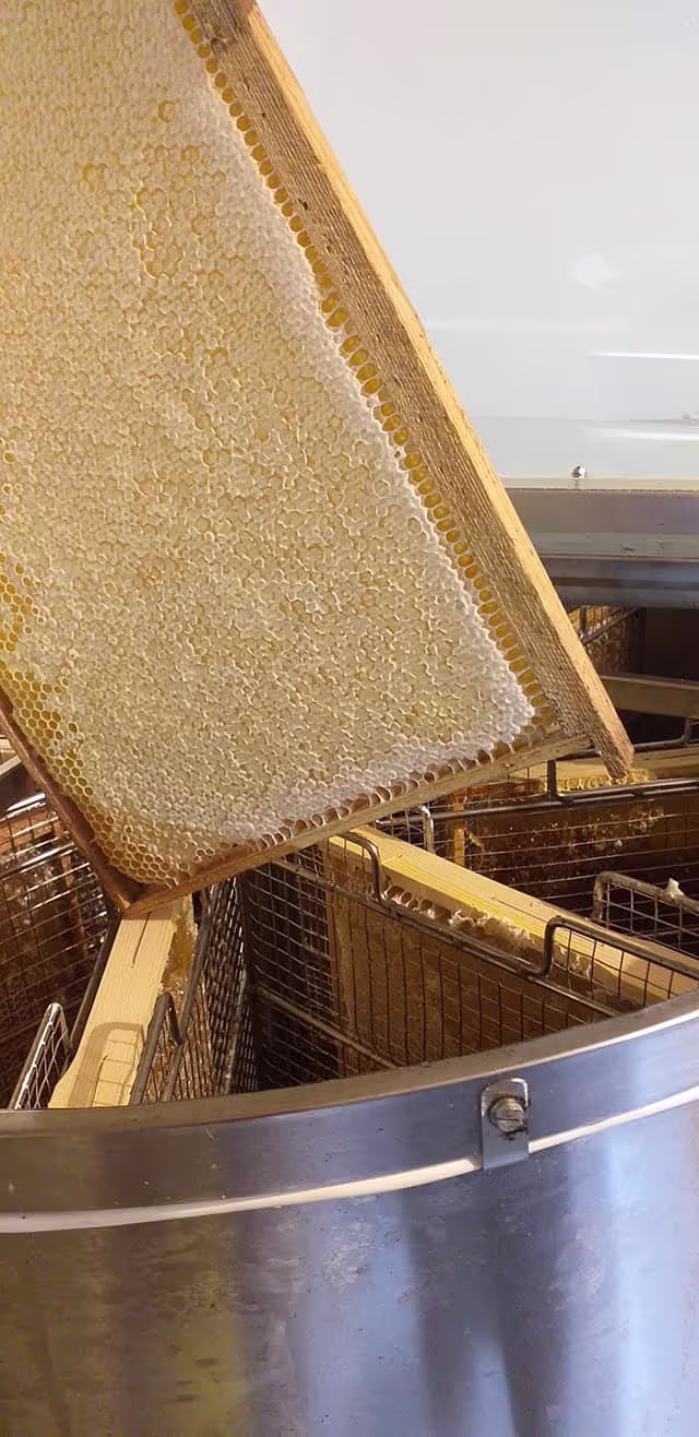Projekt Estland HHK Hanseatic Honey Accounting GmbH