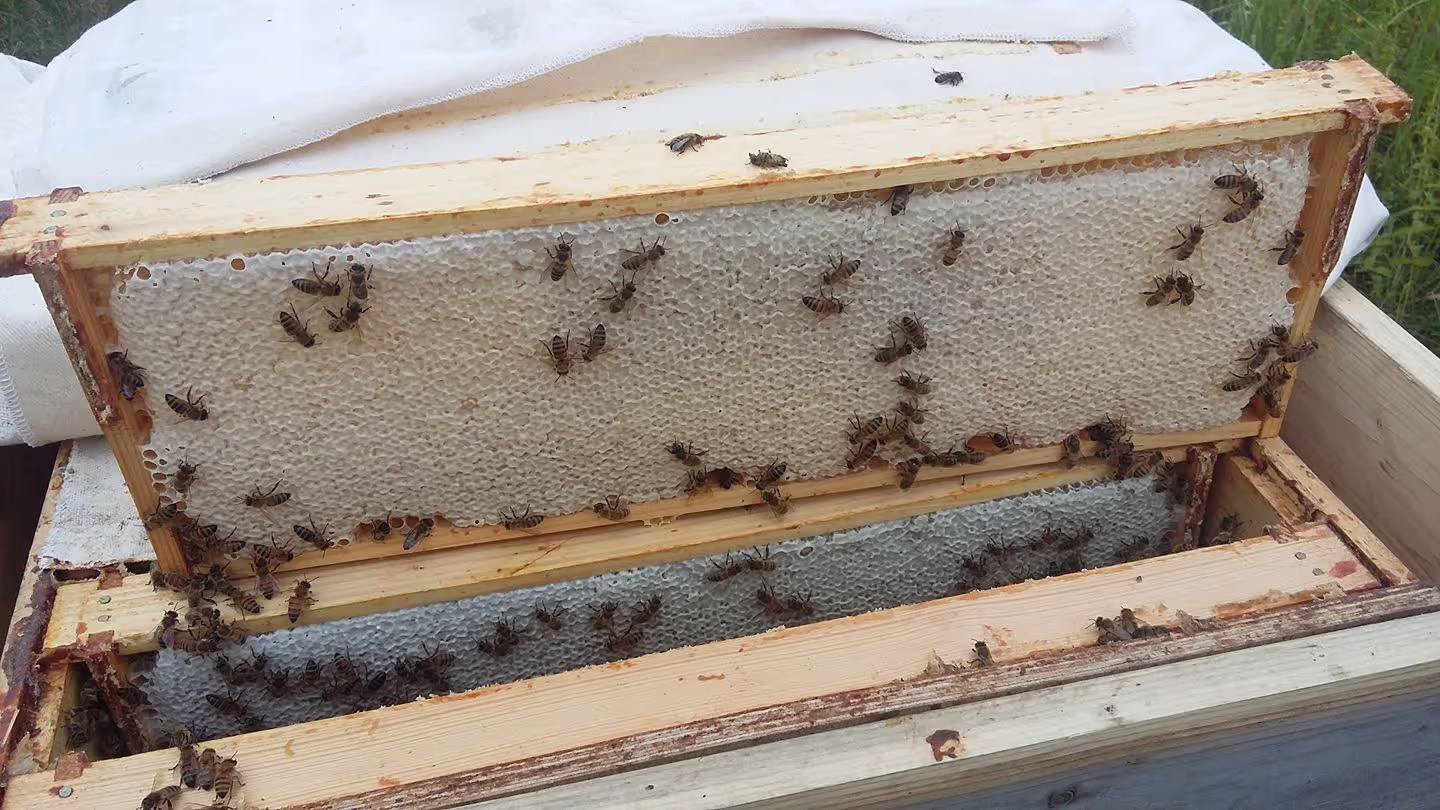 Bienenumzug Eva Naboschni  von HHK Hanseatic Honey Accounting GmbH