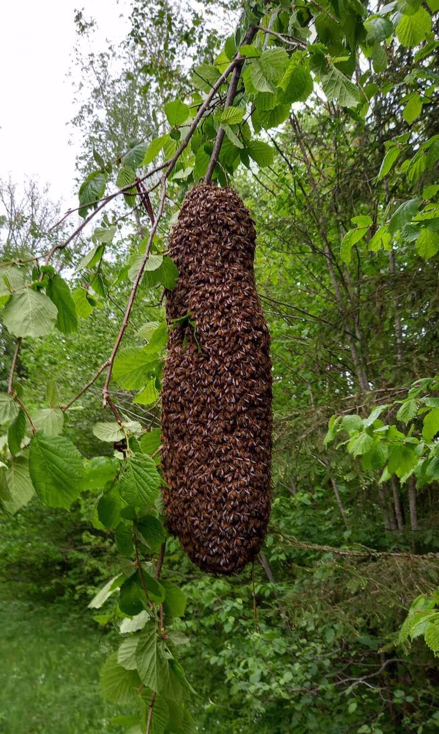 Bienenschwarm HHK Hanseatic Honey Accounting GmbH