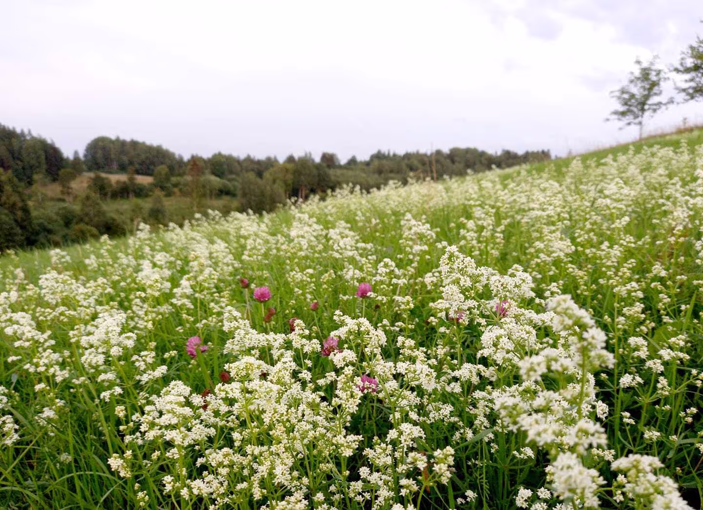Blumenwiese Eva Naboschni  von HHK Hanseatic Honey Accounting GmbH