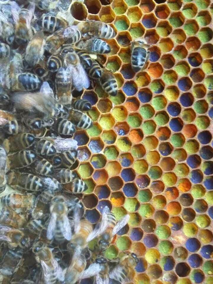 Bienenumzug Eva Naboschni  von HHK Hanseatic Honey Accounting GmbH