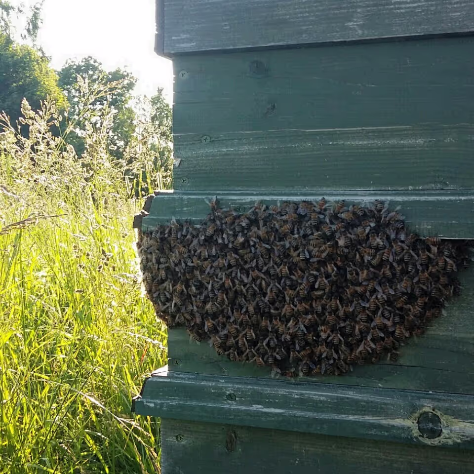 Bienenumzug Eva Naboschni  von HHK Hanseatic Honey Accounting GmbH