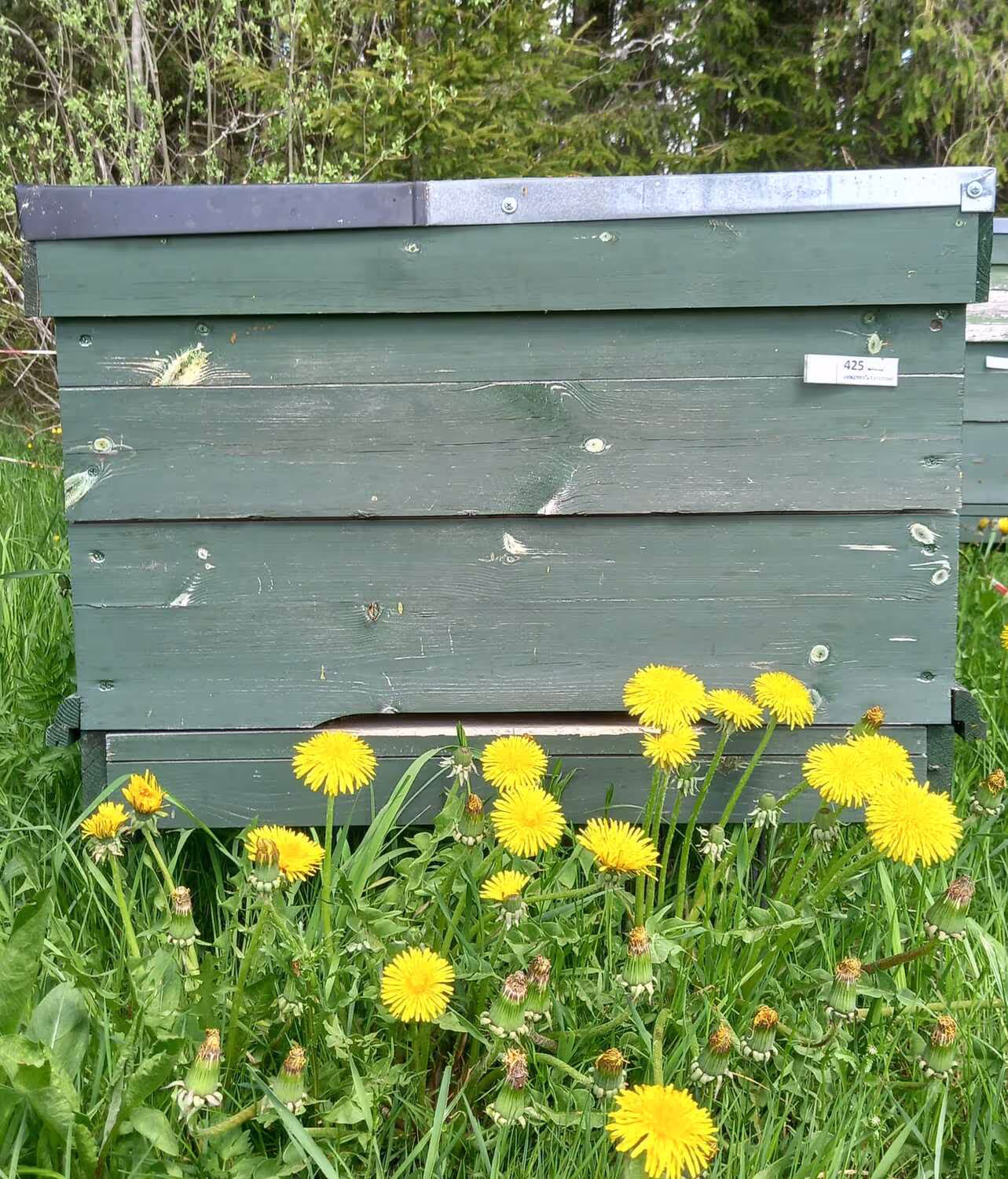 Bienenumzug Eva Naboschni  von HHK Hanseatic Honey Accounting GmbH