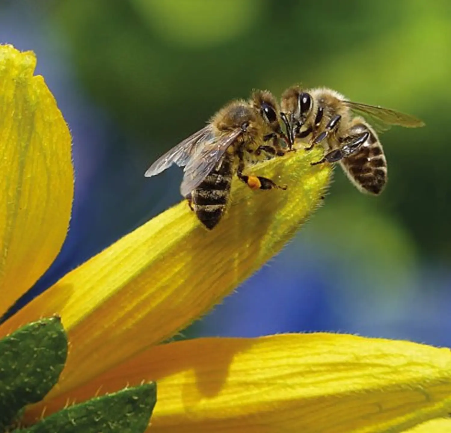 Projekte Litauen von HHK Hanseatic Honey Accounting GmbH