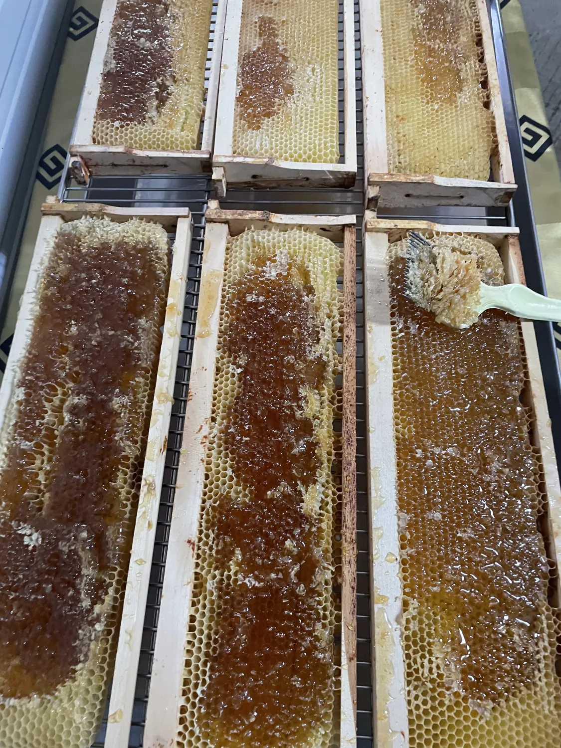 mini Wabben von HHK Hanseatic Honey Accounting GmbH